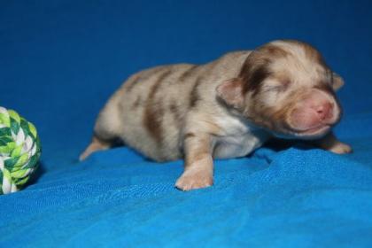 Australian Shepherd Welpen