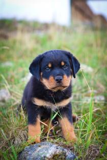 Reinrassig  Rottweiler welpen