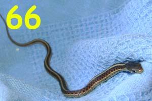 Rotseitenstrumpfbandnatter (Thamnophis Sirtalis Parietalis) ab 50 Euro