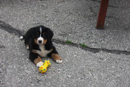 Reinrassige Berner Sennenhundwelpen