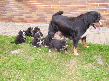 Reinrassige Berner Sennen Welpen