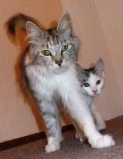 Wir (Maine Coon Mix) suchen noch ein liebes- und verantwortungsvolles Zuhause.
