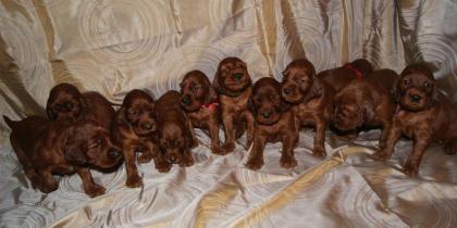 IRISH RED SETTER - perfekte Welpen mit Papiere FCI 