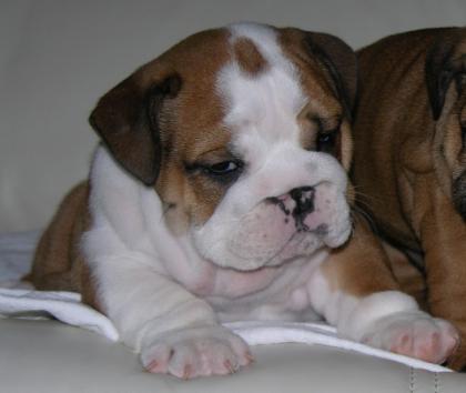 English Bulldog Welpen / Englische Bulldogge Welpen