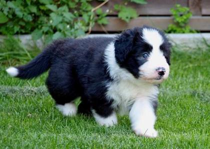 Zauberhafte Bearded Collie Welpen ab Anfang August zu vergeben