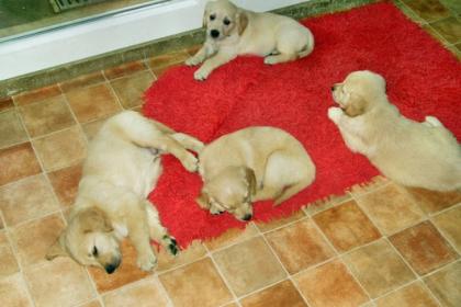 Golden Retriever Welpen mit Papieren zu verkaufen