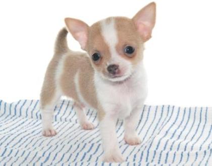 *ZUCKERSÜSSE * MINI CHIHUAHUAWELPEN *   IN * TRAUMHAFTEN * FARBEN **