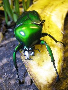 Suche Dicronorrhina derbyana oberthuri, D.micans, D. cavifrons