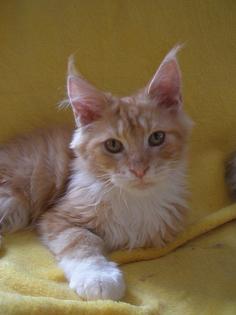 Maine Coon mit Staubaum