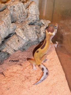 Leopardgecko-Nachzuchten2021