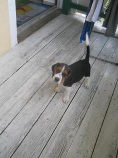 Süsse tricolor Beagle Welpe sucht neue Zuhause:-)