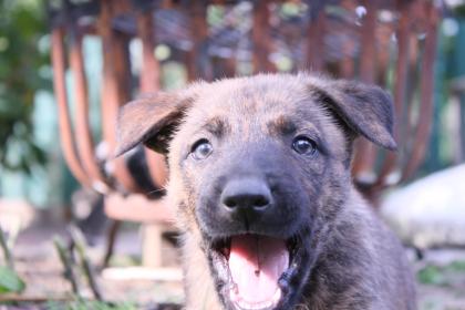 Malinois x Herder Welpen (Belgischer/Holländischer Schäferhund)