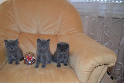 Bkh Kitten