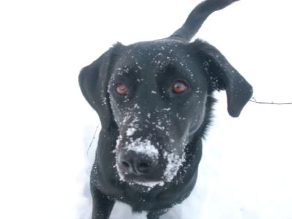 Labrador-Mix Hündin in allerbeste Hände abzugeben