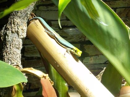 Phelsuma Klemmeri Männchen