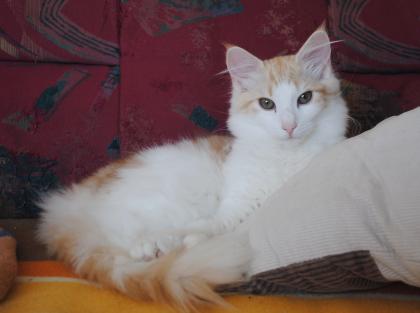 Kleine verschmusste Prinzessin in red silver tabby cl white