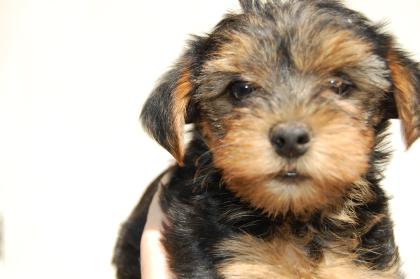 Yorkshireterrier Welpe