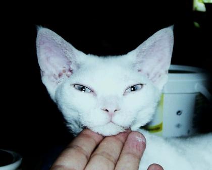 Devon Rex Kätzchen