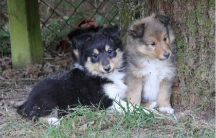 VDH-Sheltiewelpen (blue-merle/tricolour)  of Burning Mountain 