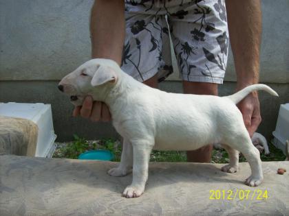 Top Mini Bullterrier Welpen Rüde 12 wochen alt papa ist champion