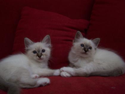 Heilige Birma Kitten