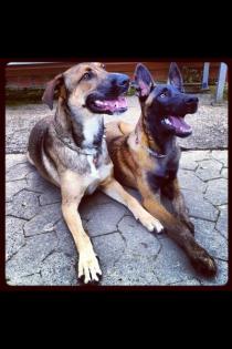 Hundesportler aufgepasst!