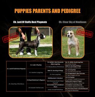 American Staffordshire Terrier Welpen zu verkaufen 