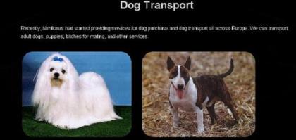 Tiertransport