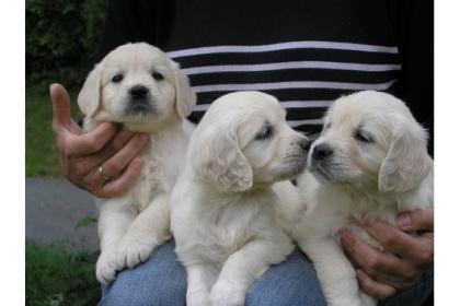 Golden Retriever Babys Zuckersüss mit Papiere