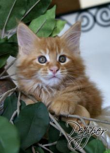 Pepper ein traumhafter Coonie Junge ist noch zu haben!