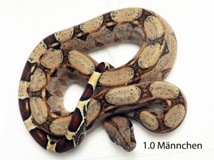 9 Boa Constrictor Imperator Dnz 12