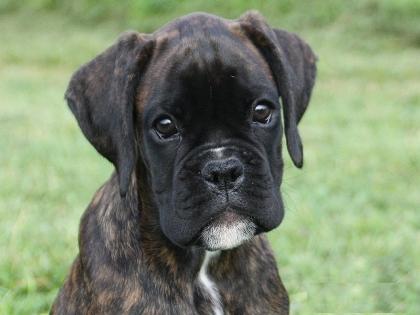 Süße Boxerwelpen suchen ein neues Zuhause!