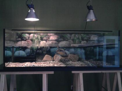 Schildkröte + Aquarium 150cm + Zubehör 