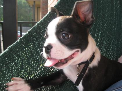 Wunderschöner Boston Terrier Rüde mit FCI-Papieren !!!