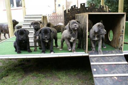 Wunderschöner Dogo Canario Welpen