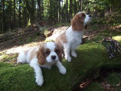 Cavalier King Charles Spaniel Welpen