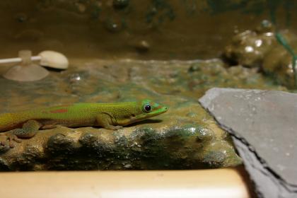 Phelsuma laticauda laticauda Männchen abzugeben