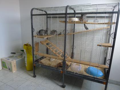 3 Chinchilla s mädels zu verkaufen