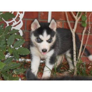  Gesunde Siberian Husky Welpen sofort verfügbar