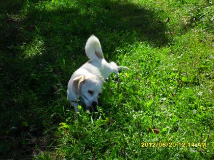 Jack russel chihuahua mix in liebevolle hände abzugeben