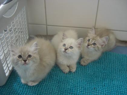 Maxi, Josy und Mona, Ragdoll Katzen, 12 Wochen 