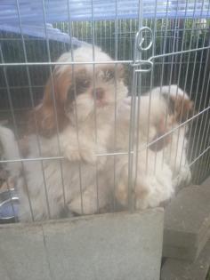 Shih tzu welpen