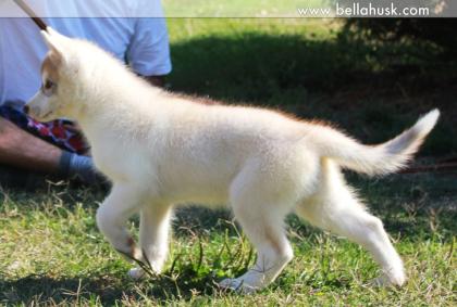 Siberian Husky Welpen aus TOP Verpaarung 