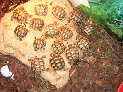 Maurische Landschildkröten mit CITES, NZ2012