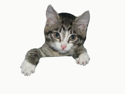  Kennenlernangebot für Katzen