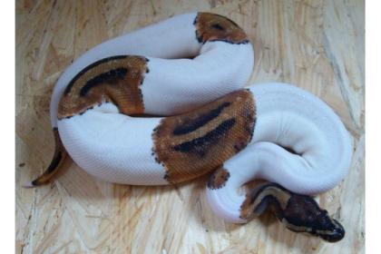 Verkaufe Königspython Piebald & Albino