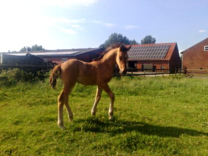 Falb-Hengstfohlen von FS Dont Worry - FS Maracaibo - FS Champion de Luxe
