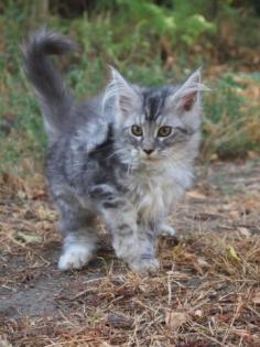 Maine Coon super Kitten