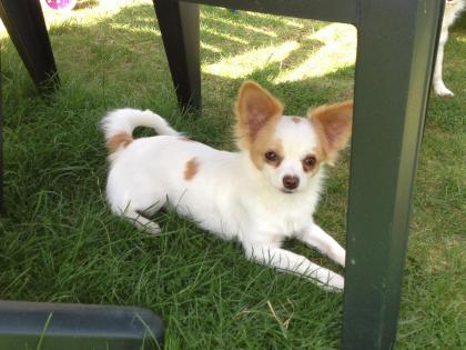 Süße, reinrassige Chihuahua   Junghündin, 6 Monate, weiß-rot