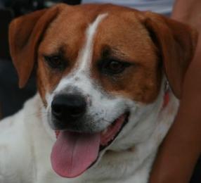 Sammy ein treuer Freund und Begleiter!